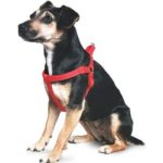 ANcol Dog Harness