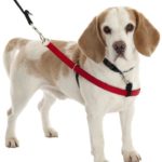 3 Best No Pull Dog Harnesses - Buyer's Guide