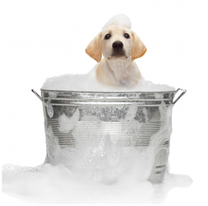 best dog grooming baths tubs