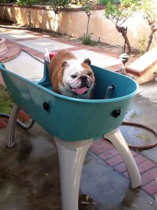 best dog grooming baths tubs