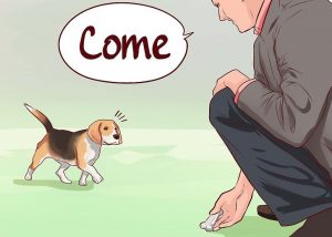 beagle puppy training