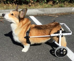 best dog wheelchairs K9 Carts