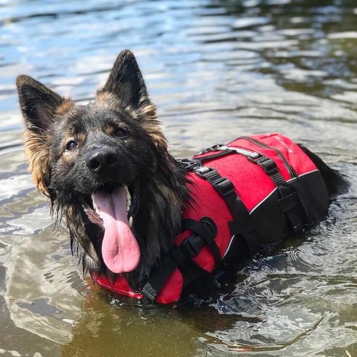 "dog flotation vests"