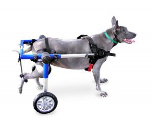 best dog wheelchairs walkin' wheels for medium dogs