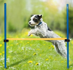 dog hurdle dog agility training equpipment