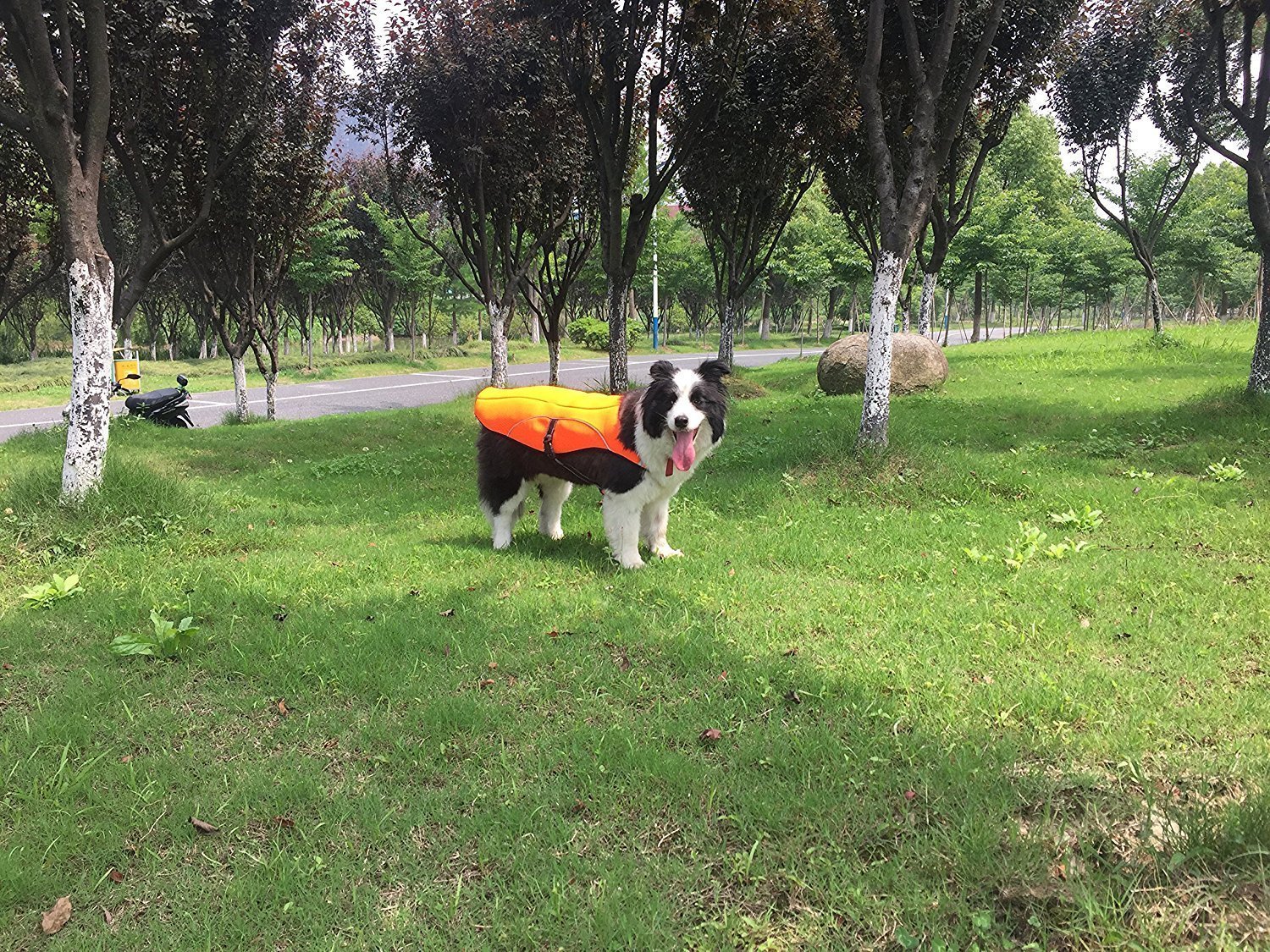 "dog cooling vests"
