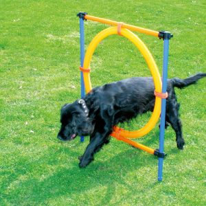 ring dog agility training equipment