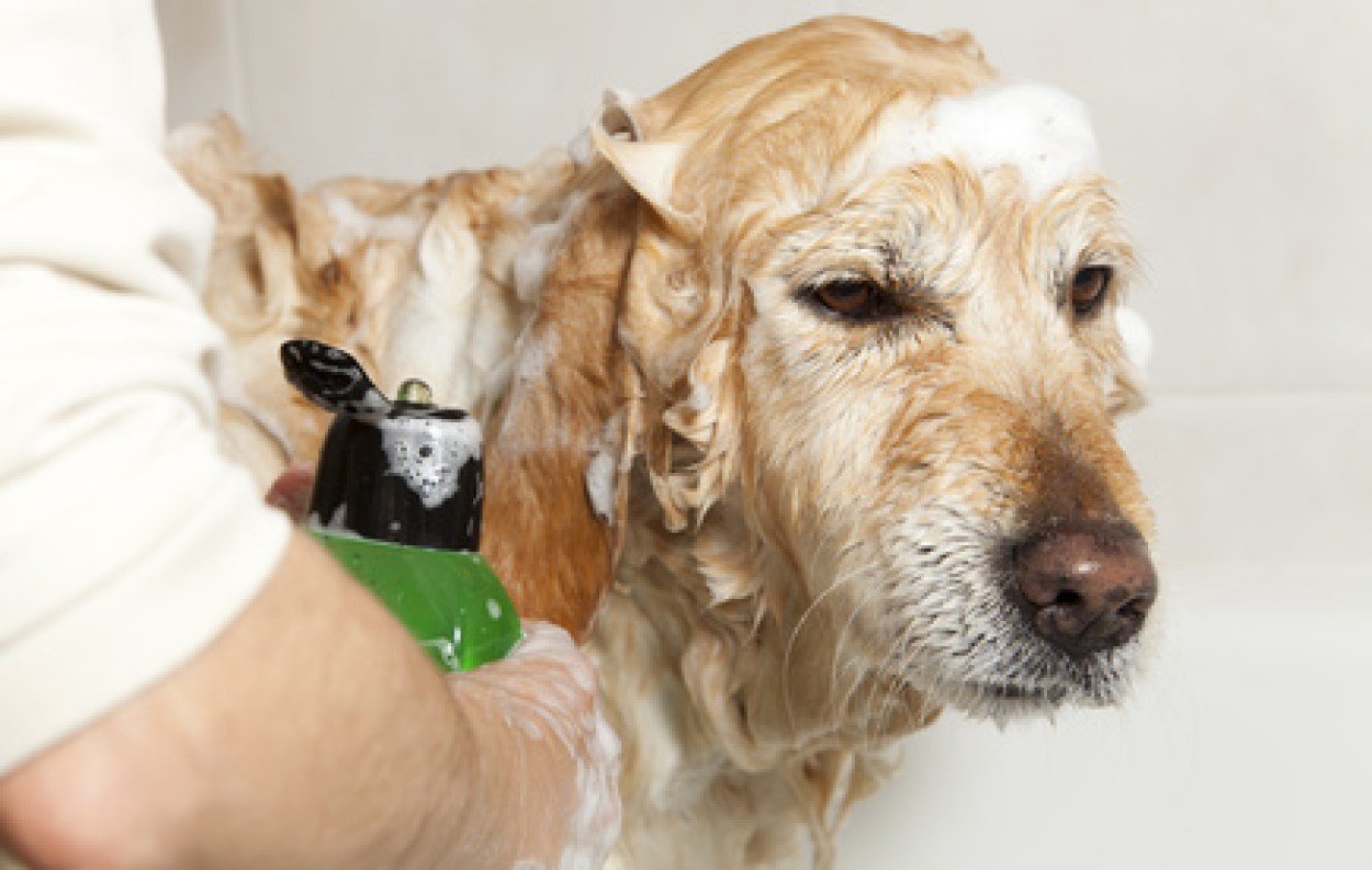 "Shampoo for Dogs"