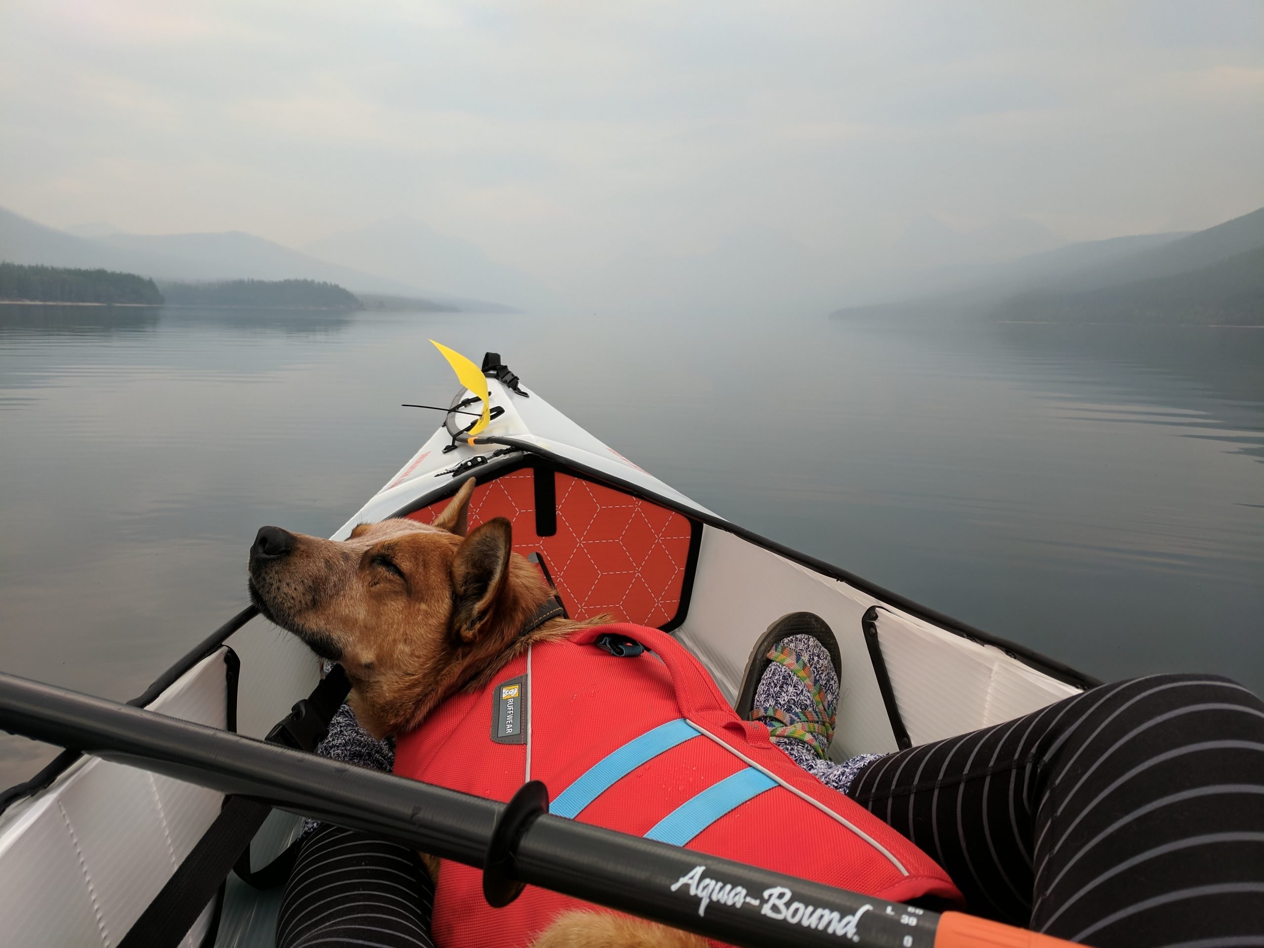 "kayak for dogs"