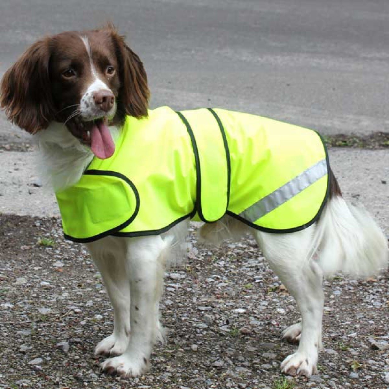 "Hi-Vis Waterproof Dog Coats"