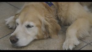 arthritis in Dogs: CBD Benefits
