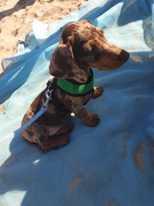 Rupert at the Beach