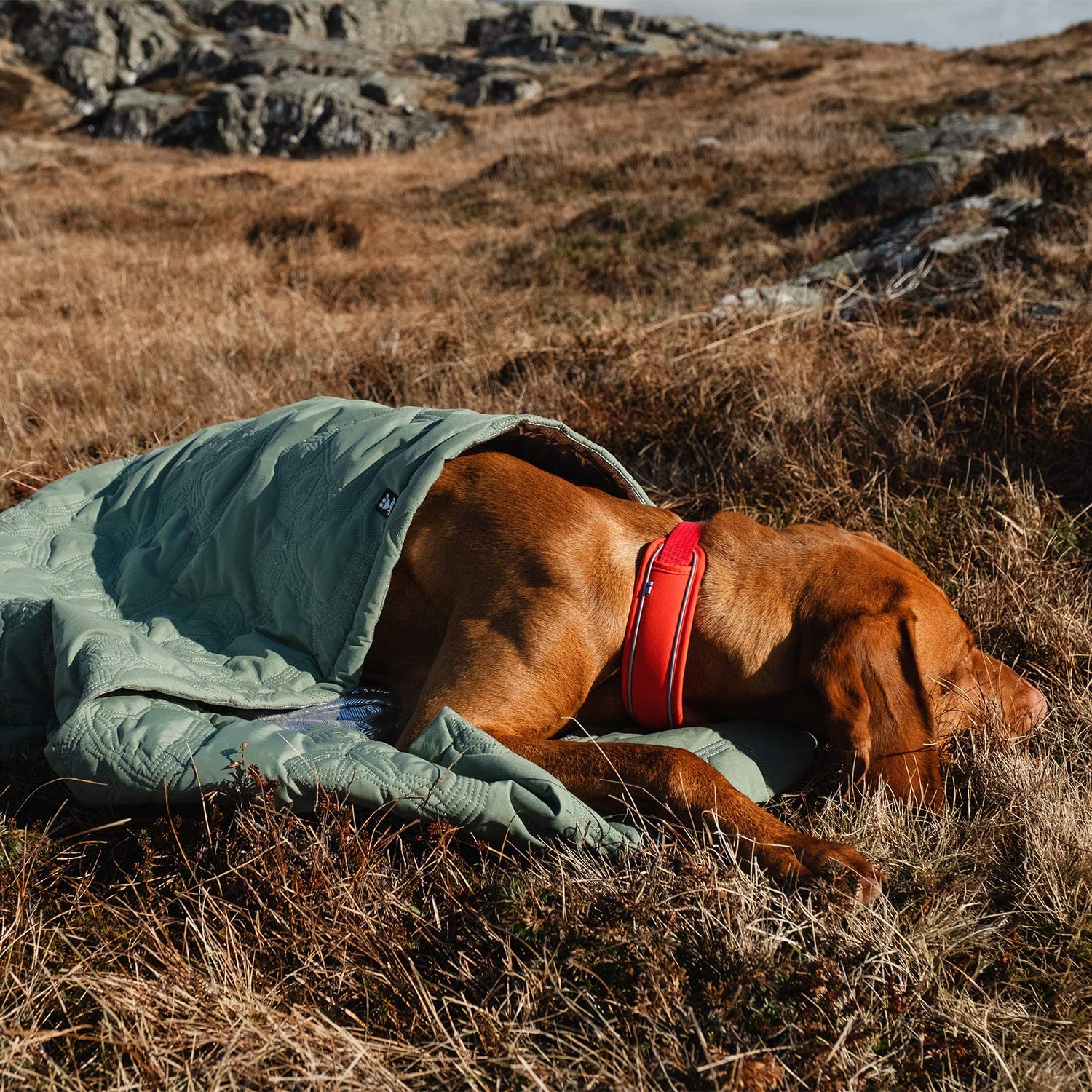 "dog sleeping bags"