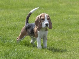 "training beagle puppies"