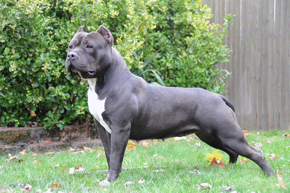 How to Feed Your American Bully to Gain Weight