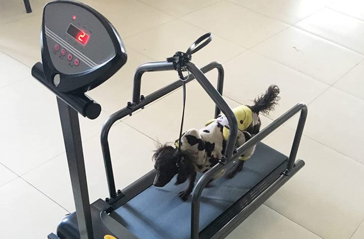 "Dog Treadmills"