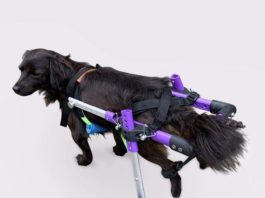 dog wheelchairs