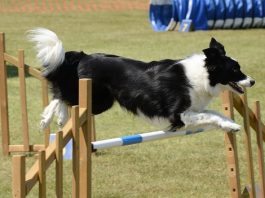 "dog agility training equipment"