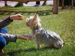 "Dog Obedience Training"