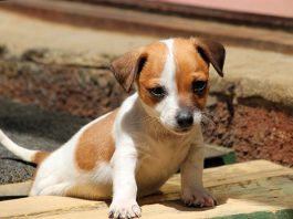 Jack Russell Puppy Training