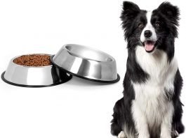 "stainless steel dog bowls"