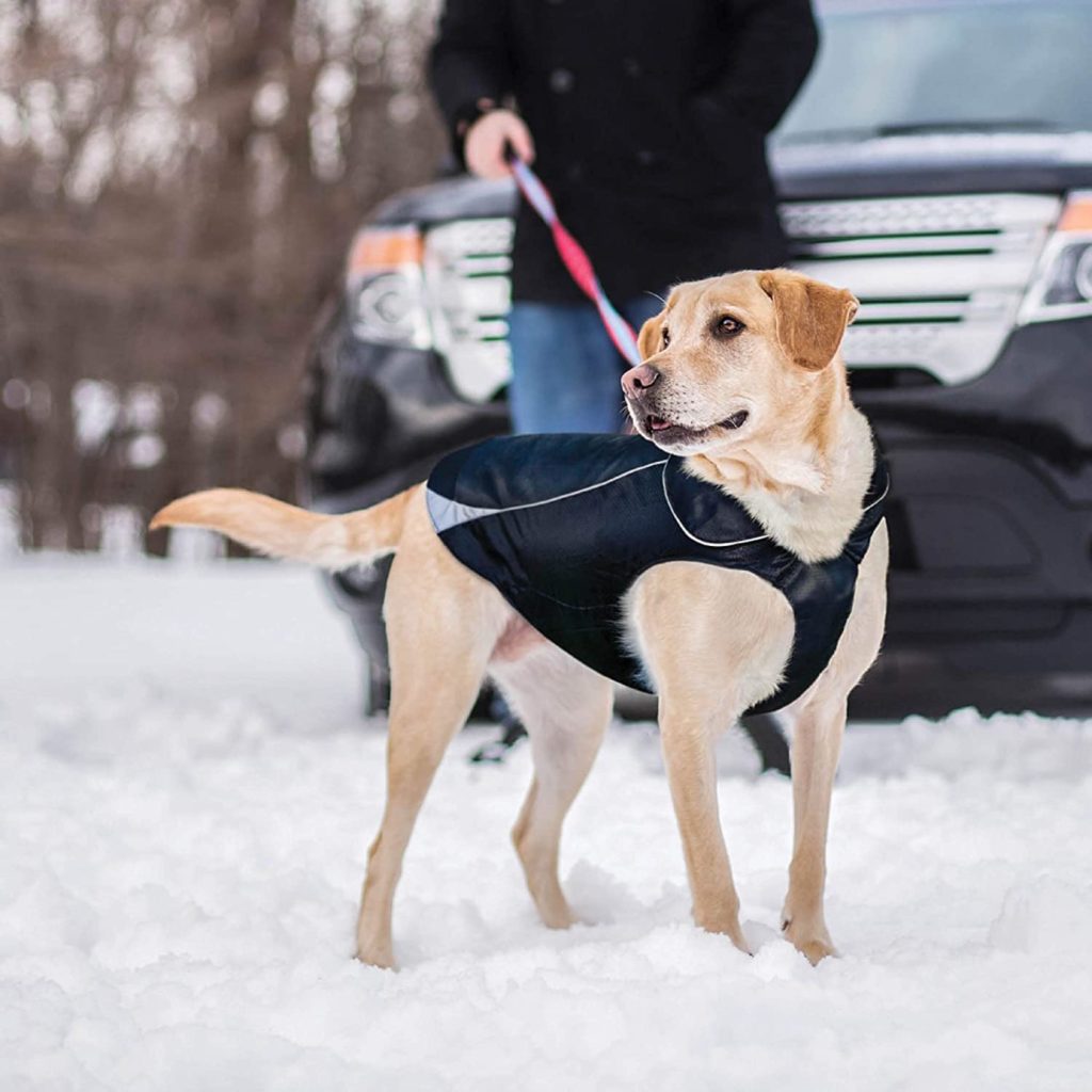 dog walking coats