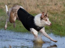 "dog wetsuits"