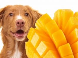Can dogs eat mangoes