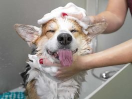 Portable Dog Shower