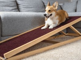 Dog Ramp For Sofa