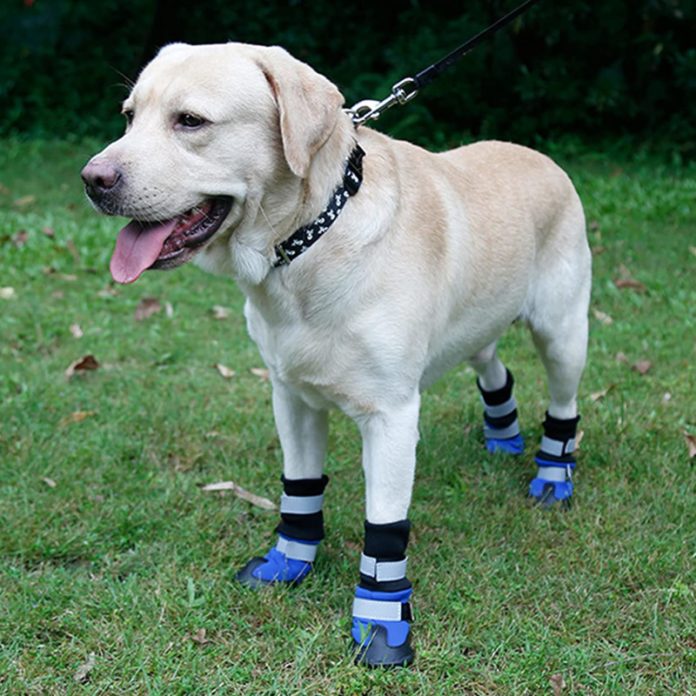 dog walking boots