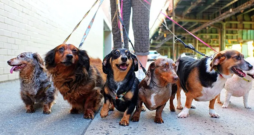 mastering dog walking