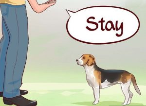 Training Beagle Puppies - Dog Training at Home for Beagles