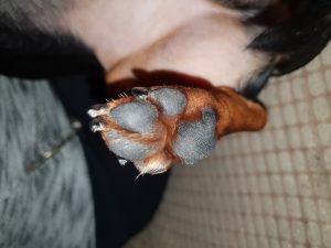 How To Trim Dogs Nails That Are Overgrown? - Safety Tips
