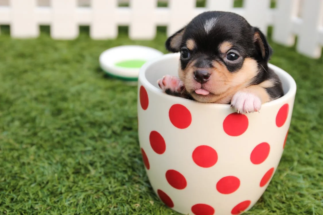 dog bowls feeders and waterers
