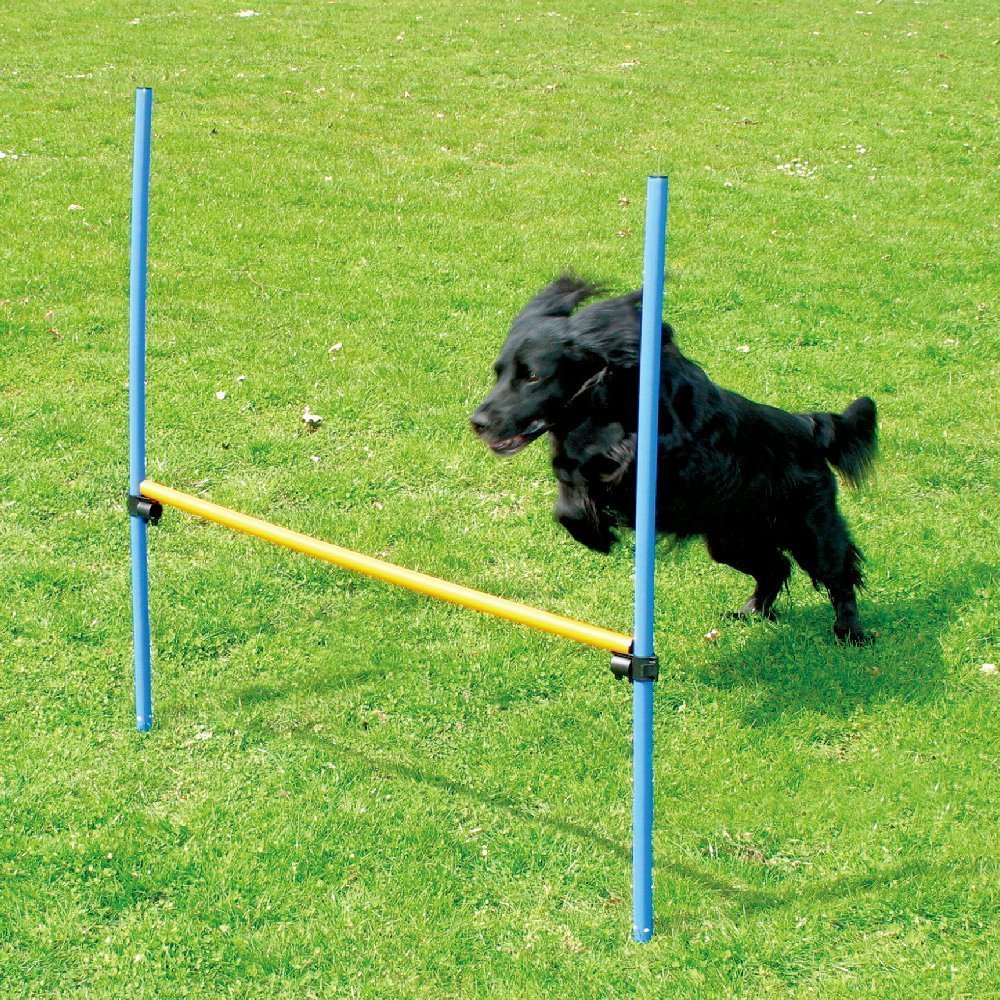 Best Dog Agility Training Equipment: Train Your Dog at Home