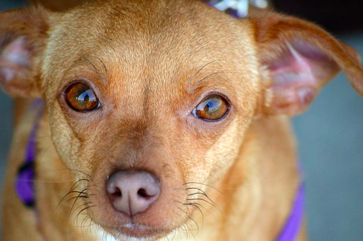What You Should Know About the Chiweenie
