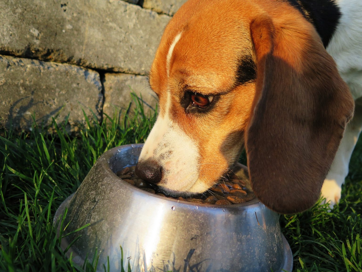 5 tips to choose the best dog food on budget
