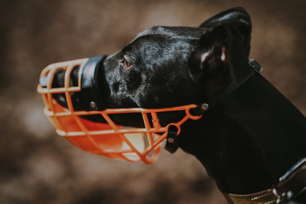 7 Best Buy Dog Muzzles How To Prevent Your Dog from Biting