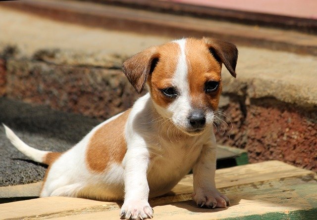 Jack Russell Puppy Training