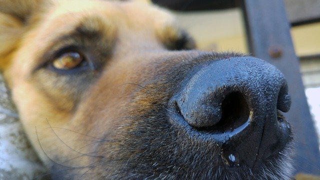 Why Do Dogs Sneeze a Lot