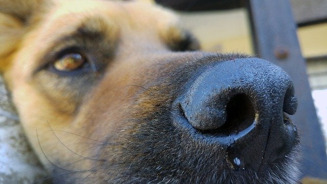 Why Do Dogs Sneeze a Lot?