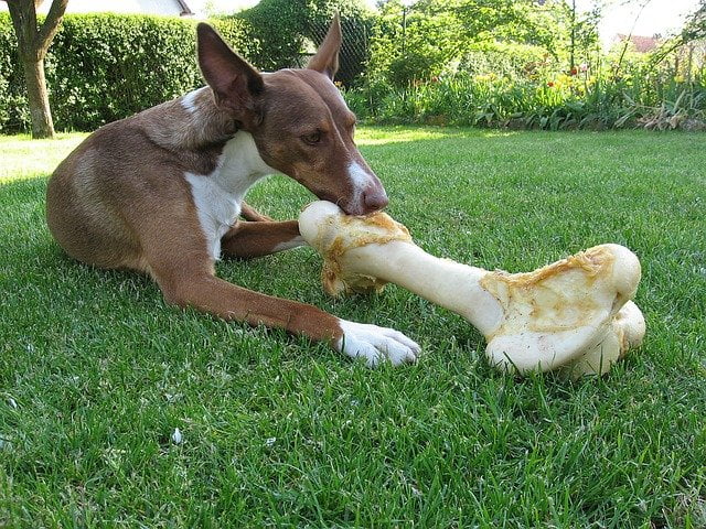 Nourish Your Canine with Marrow Bones: A Wholesome Deal with!