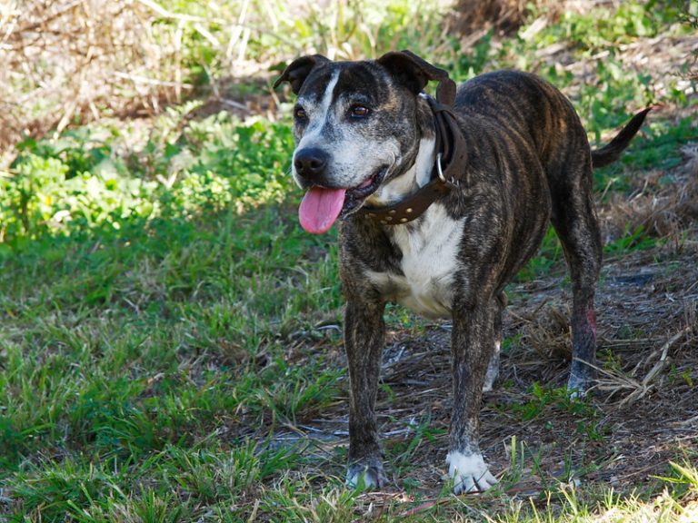 Do Male Dogs Have Nipples A Unique Detailed Exploration