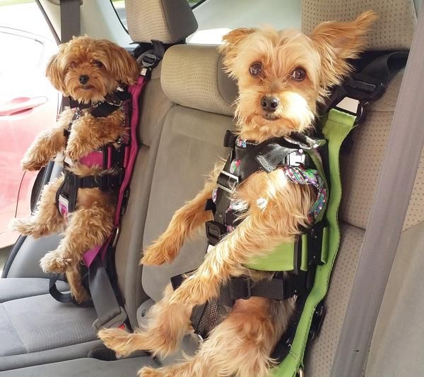 Dog Car Seats