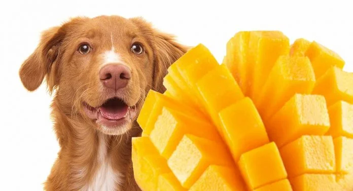 Can dogs eat mangoes