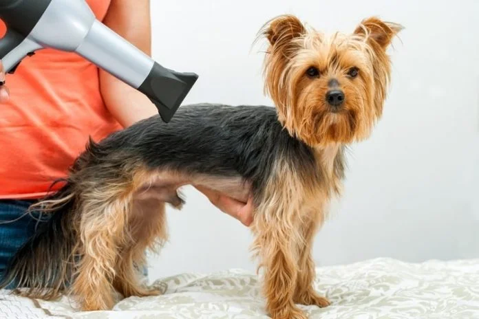 Dog Hair Dryer