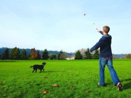 automatic ball launcher for dogs